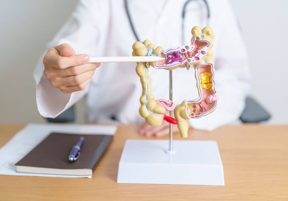 A person in a white coat is pointing to a model of the human intestines on a table.